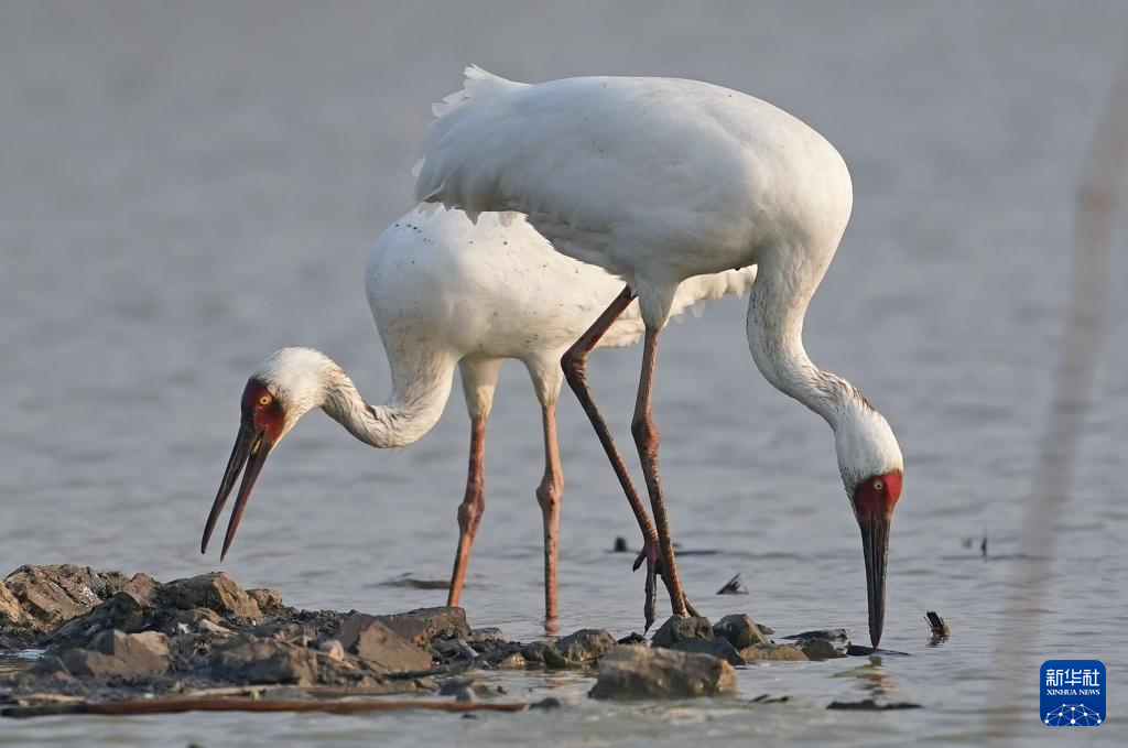 南昌:五星白鹤保护小区迎来候鸟栖息高峰