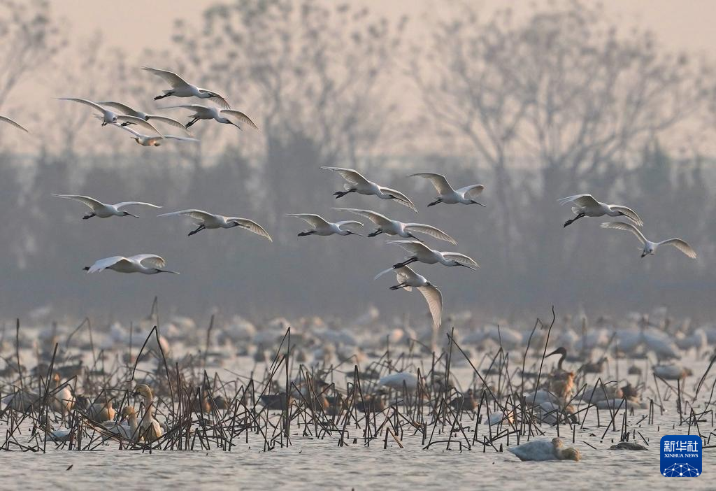 南昌:五星白鹤保护小区迎来候鸟栖息高峰