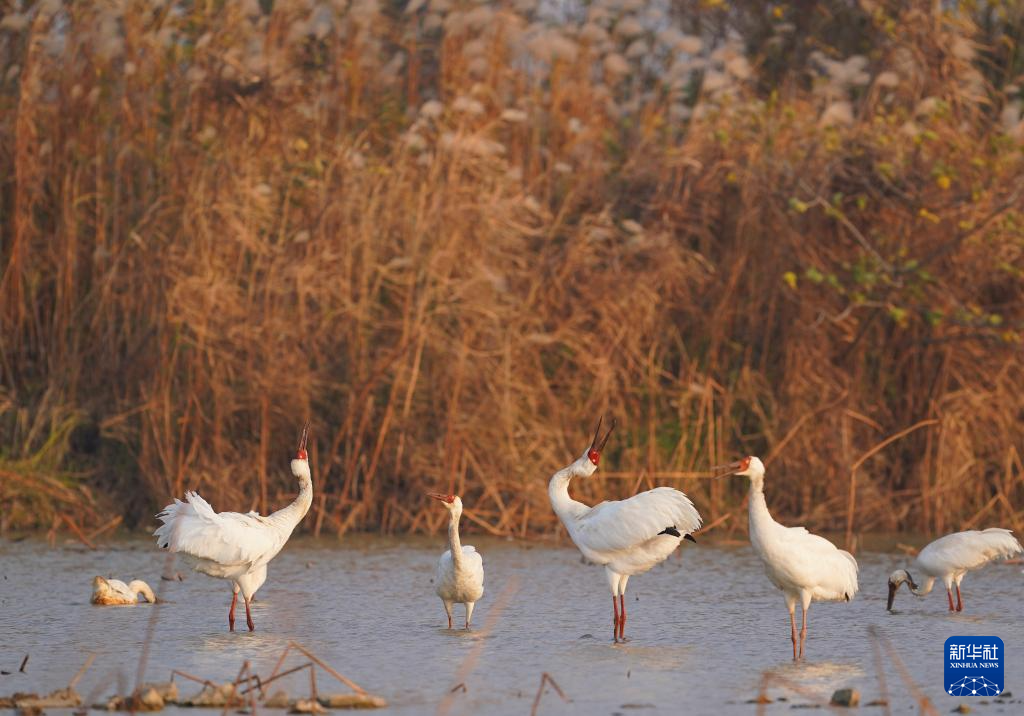南昌:五星白鹤保护小区迎来候鸟栖息高峰