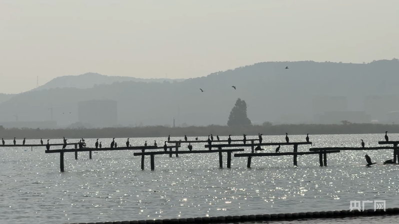 行进的海岸线丨滨海湿地变候鸟“天堂” 万羽翱翔展生态美景