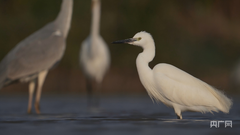 行进的海岸线丨滨海湿地变候鸟“天堂” 万羽翱翔展生态美景