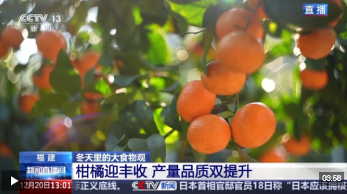 视频丨打破季节束缚 现代农业技术让“柑橘”经济再提速