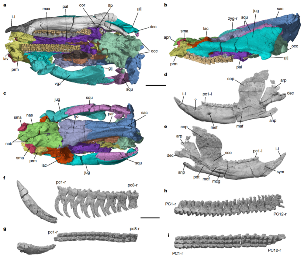 科学与健康|改写生命演化史!2025我国古生物学研究在多领域取得突破 科学与健康|改写生命演化史!2025我国古生物学研究在多领域取得突破