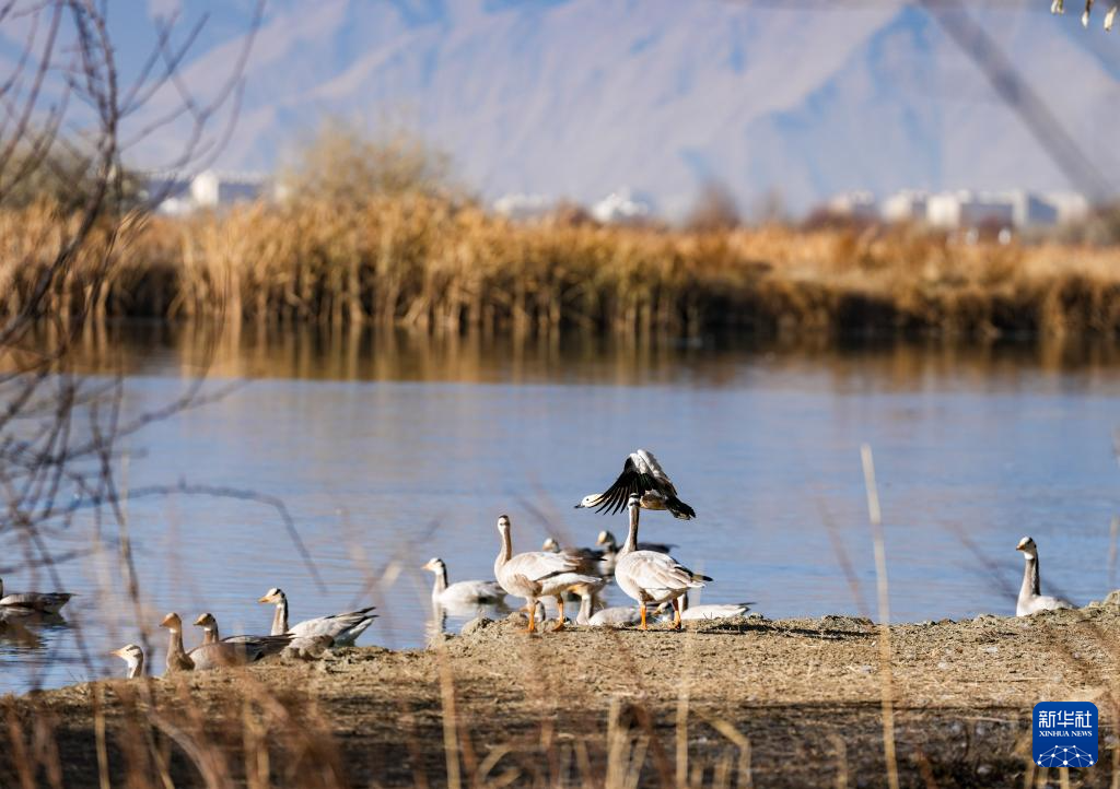 西藏:拉鲁湿地获“世界海拔最高的城市天然湿地”世界纪录认证