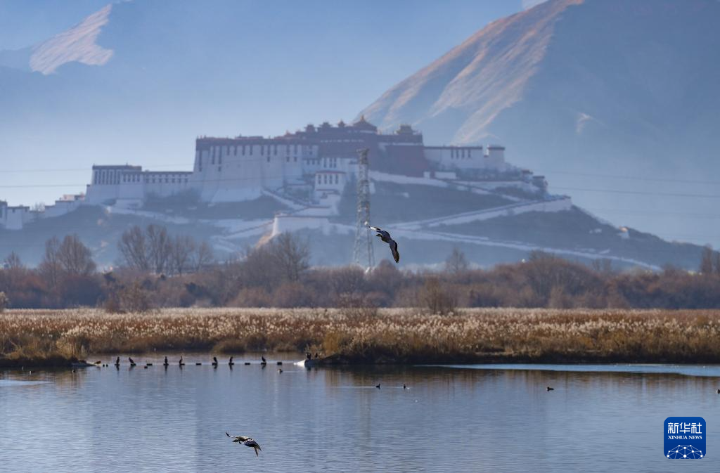 西藏:拉鲁湿地获“世界海拔最高的城市天然湿地”世界纪录认证