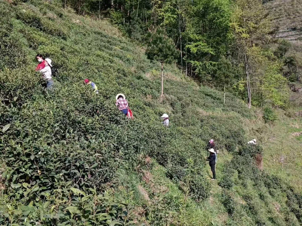 脱贫村的这五年 | 从“‘窟窿’账本”到“产业蓬勃”——黄金村里有“黄金”
