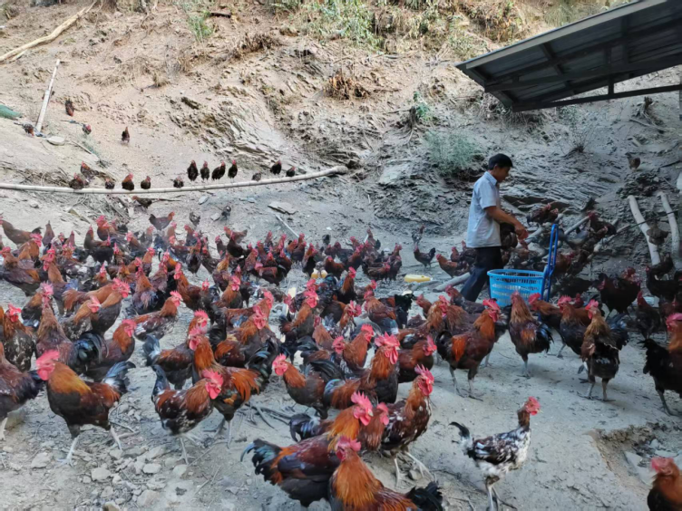 脱贫村的这五年 | 从“‘窟窿’账本”到“产业蓬勃”——黄金村里有“黄金”