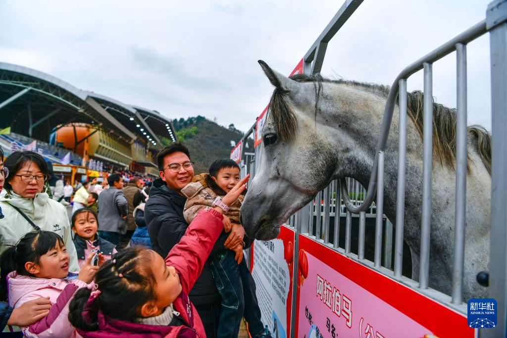 贵州“村马”迎元旦