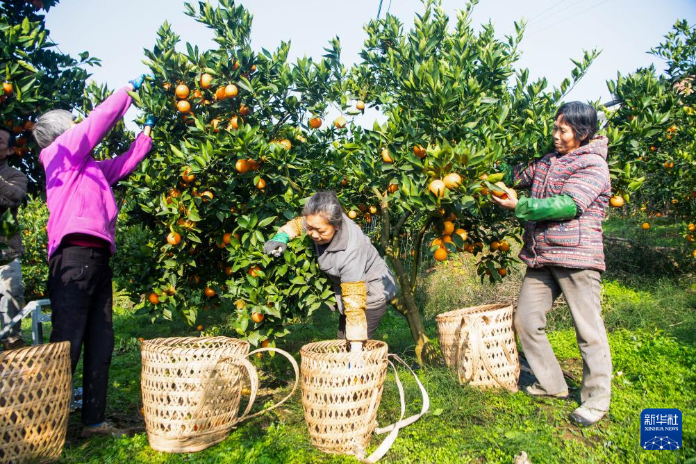 重庆垫江:柑橘迎丰收
