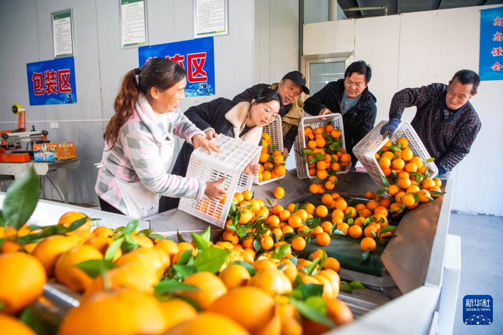 重庆垫江:柑橘迎丰收