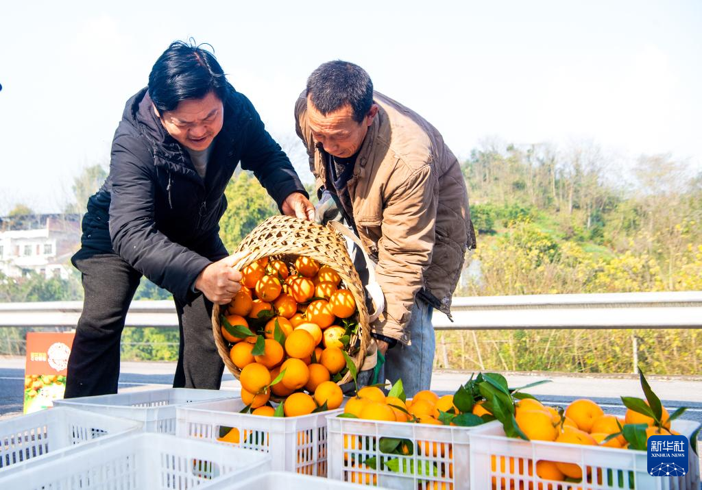 重庆垫江:柑橘迎丰收