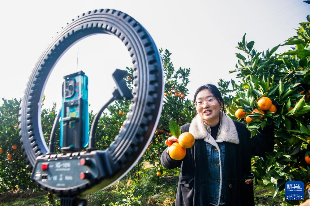 重庆垫江:柑橘迎丰收