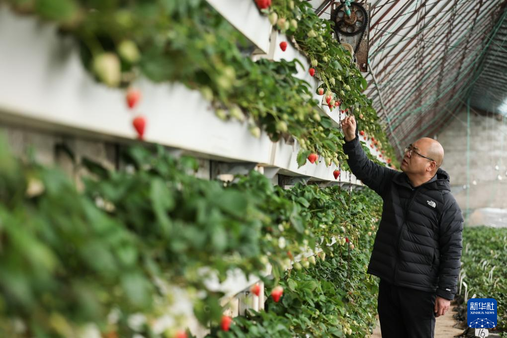 辽宁东港:草莓产销热