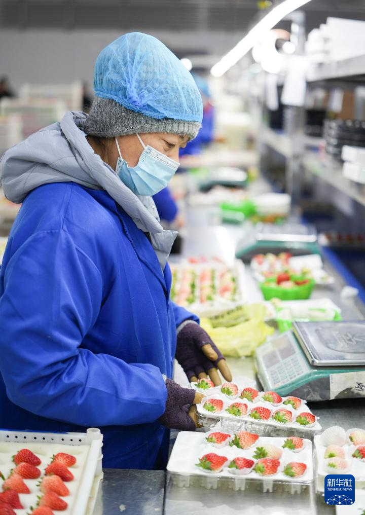 辽宁东港:草莓产销热