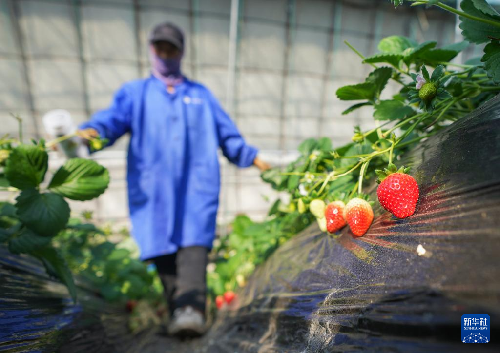 辽宁东港:草莓产销热