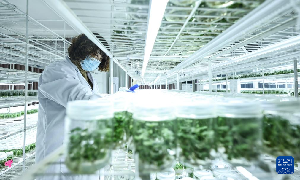 辽宁东港:草莓产销热