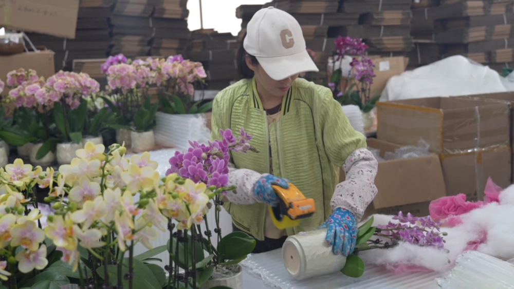 花开“富贵”：一座西部县城的鲜花经济跃迁之路
