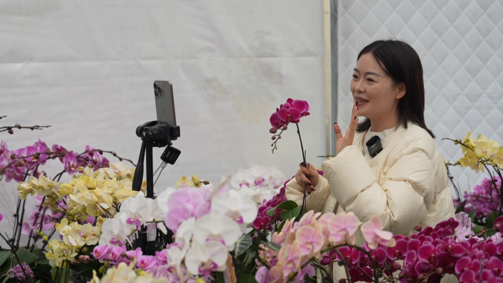 花开“富贵”：一座西部县城的鲜花经济跃迁之路