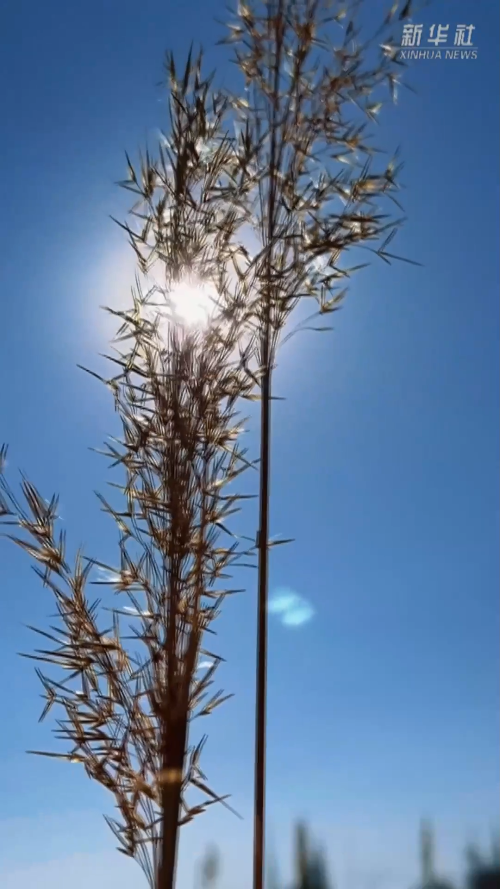 塔克拉玛干的“治沙宝贝”：一束芦苇的力量