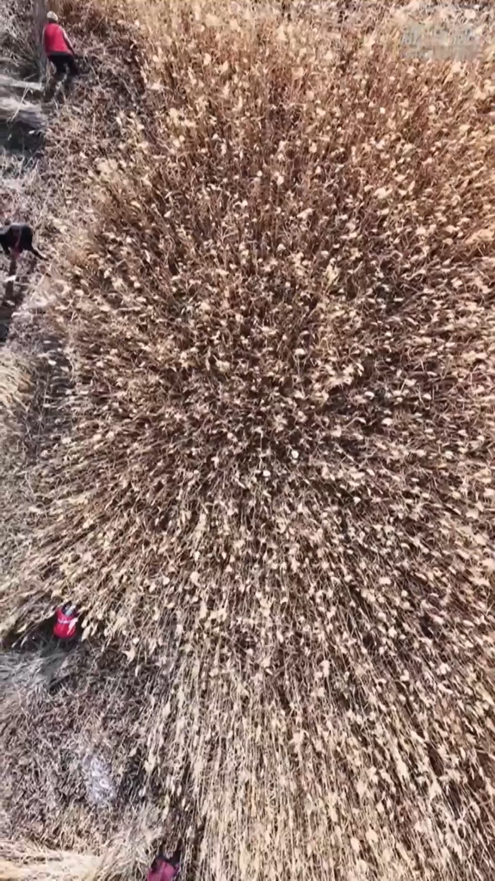 塔克拉玛干的“治沙宝贝”：一束芦苇的力量