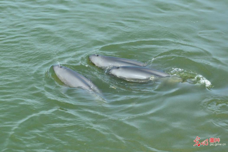 长江江豚数量已恢复至1426头 长江生物多样性恢复持续向好