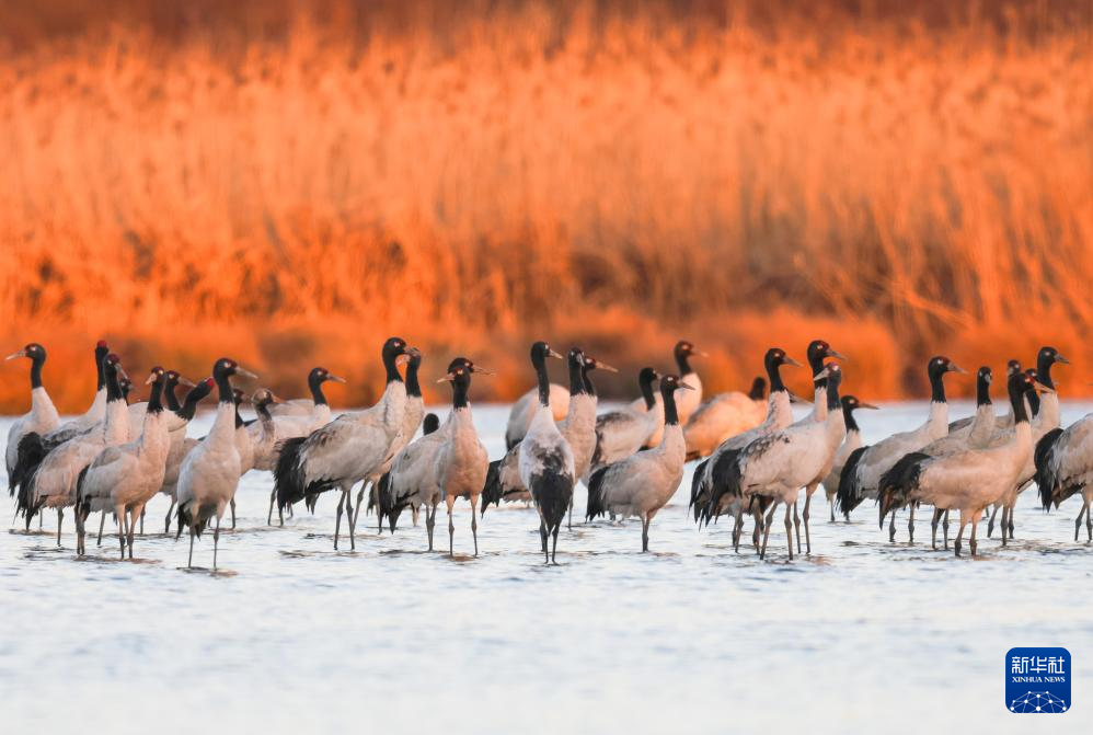 草海湖畔万鸟翔集