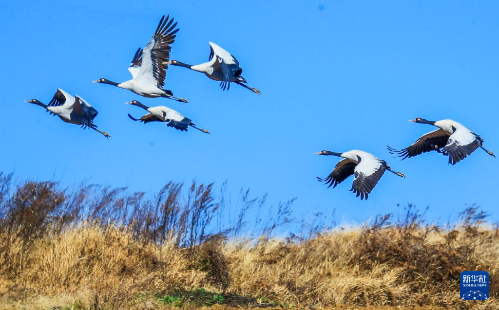 草海湖畔万鸟翔集