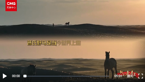 新春走基层｜春晚吉祥物“骋骋”原型——普氏野马的守护故事