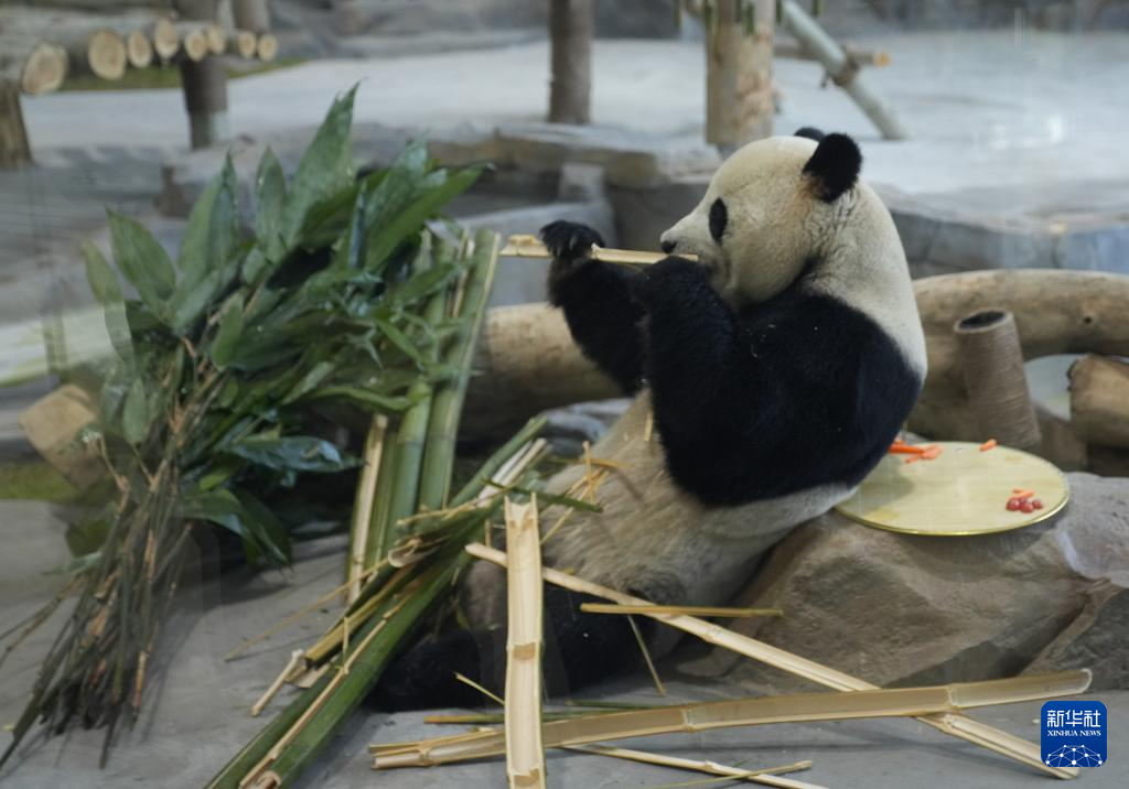 乌鲁木齐水上乐园大熊猫馆试运营