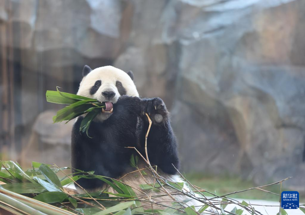 乌鲁木齐水上乐园大熊猫馆试运营