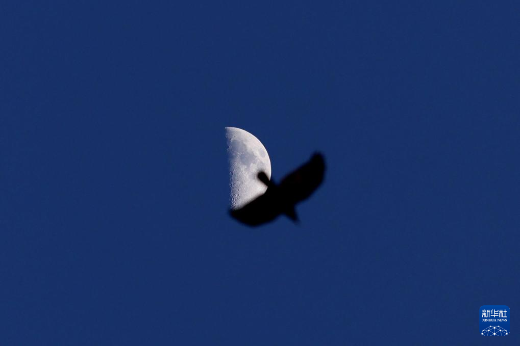 星空相册丨年度最大上弦月现身天宇