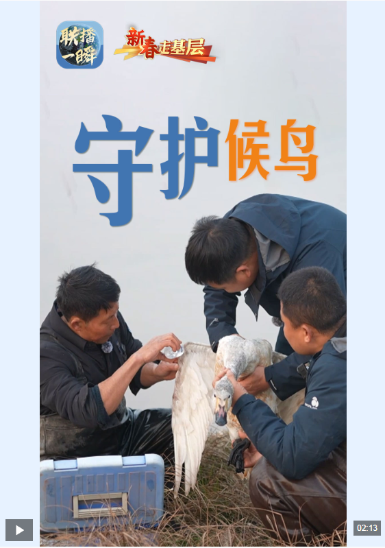 新春走基层·联播一瞬丨八年守护，让每一只候鸟都有温暖归途