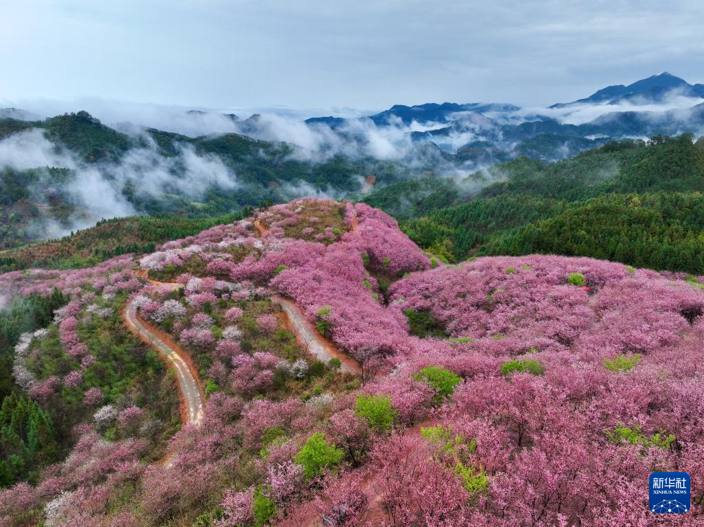 樱花绽放激活“春日经济”