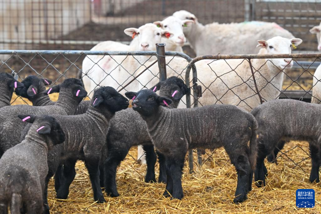 新疆:暖圈添“新丁” 接羔育幼忙