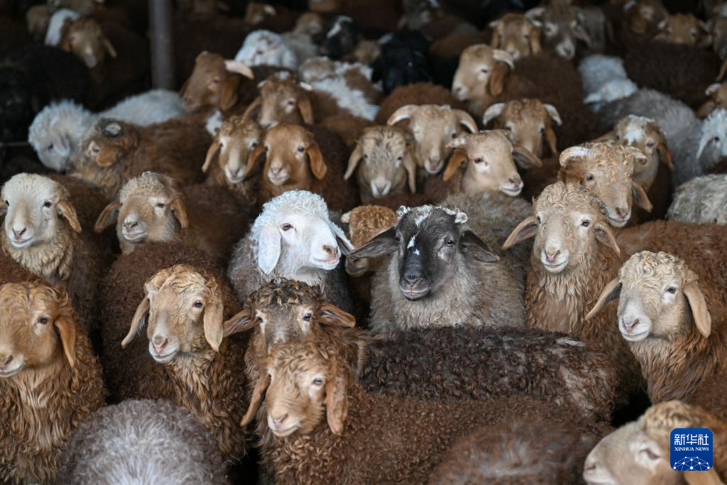 新疆:暖圈添“新丁” 接羔育幼忙