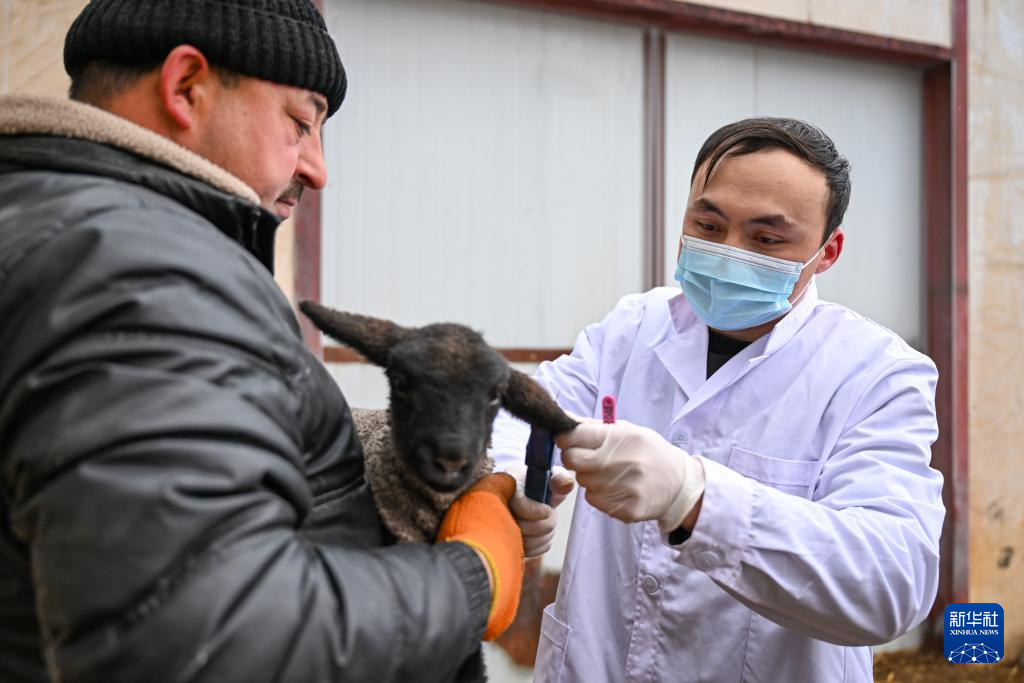 新疆:暖圈添“新丁” 接羔育幼忙