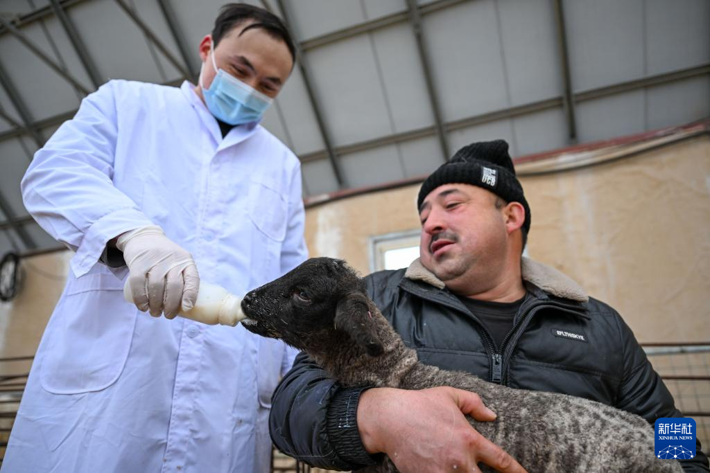 新疆:暖圈添“新丁” 接羔育幼忙