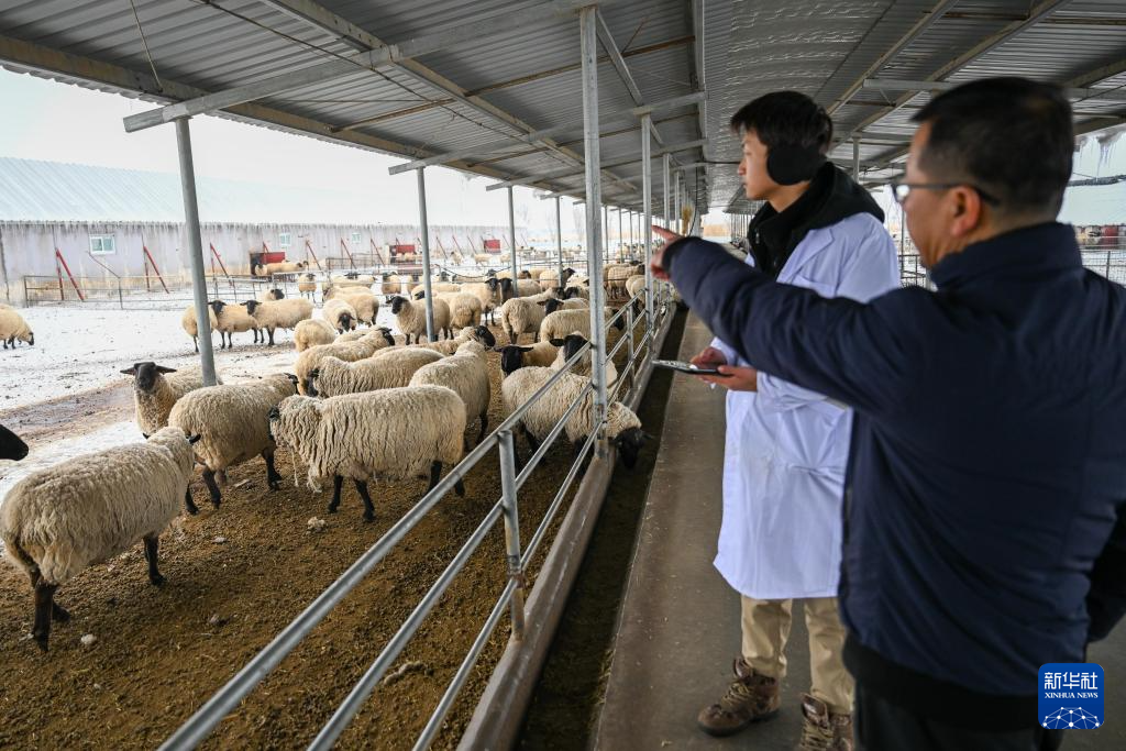 新疆:暖圈添“新丁” 接羔育幼忙