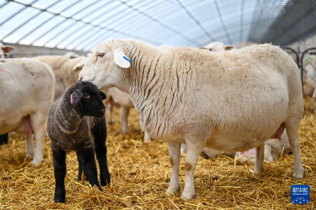 新疆:暖圈添“新丁” 接羔育幼忙