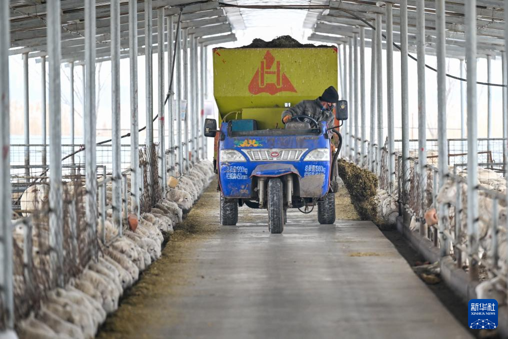 新疆:暖圈添“新丁” 接羔育幼忙