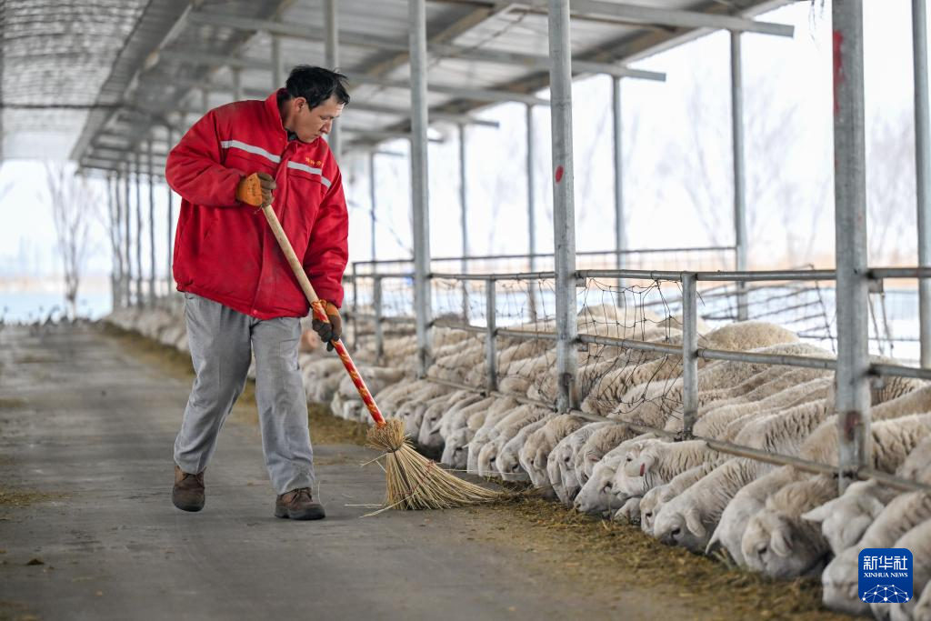 新疆:暖圈添“新丁” 接羔育幼忙