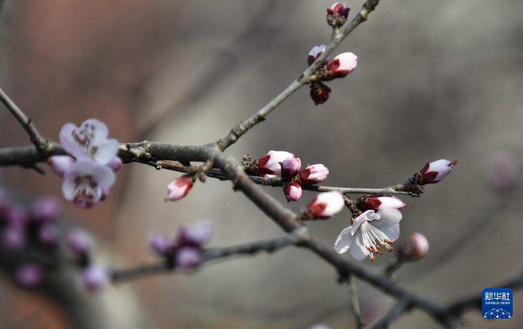 春到京城探桃花