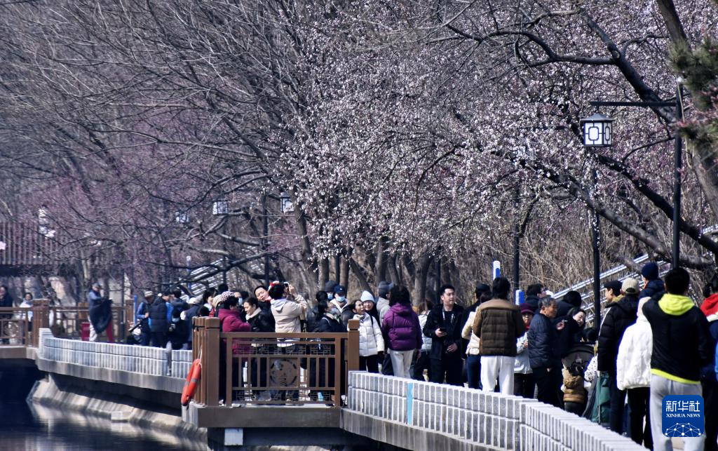 春到京城探桃花