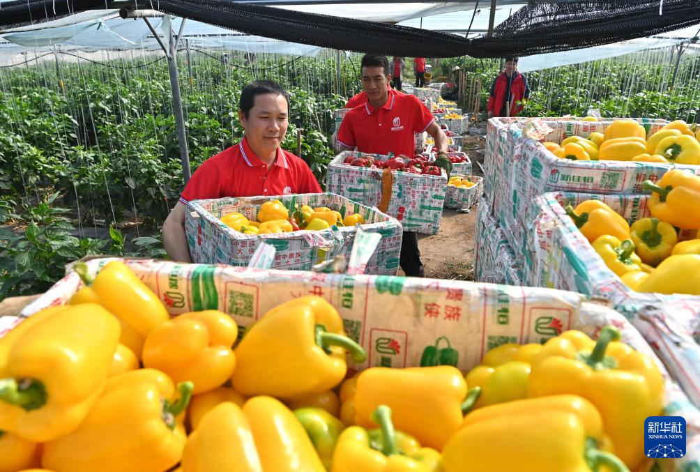 广西合浦设施农业快速发展