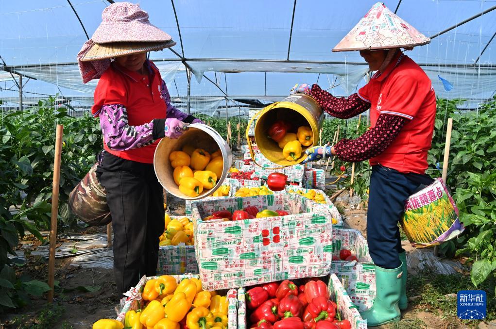 广西合浦设施农业快速发展