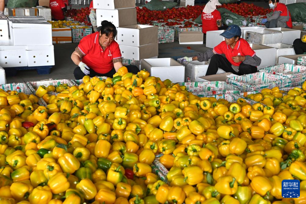 广西合浦设施农业快速发展