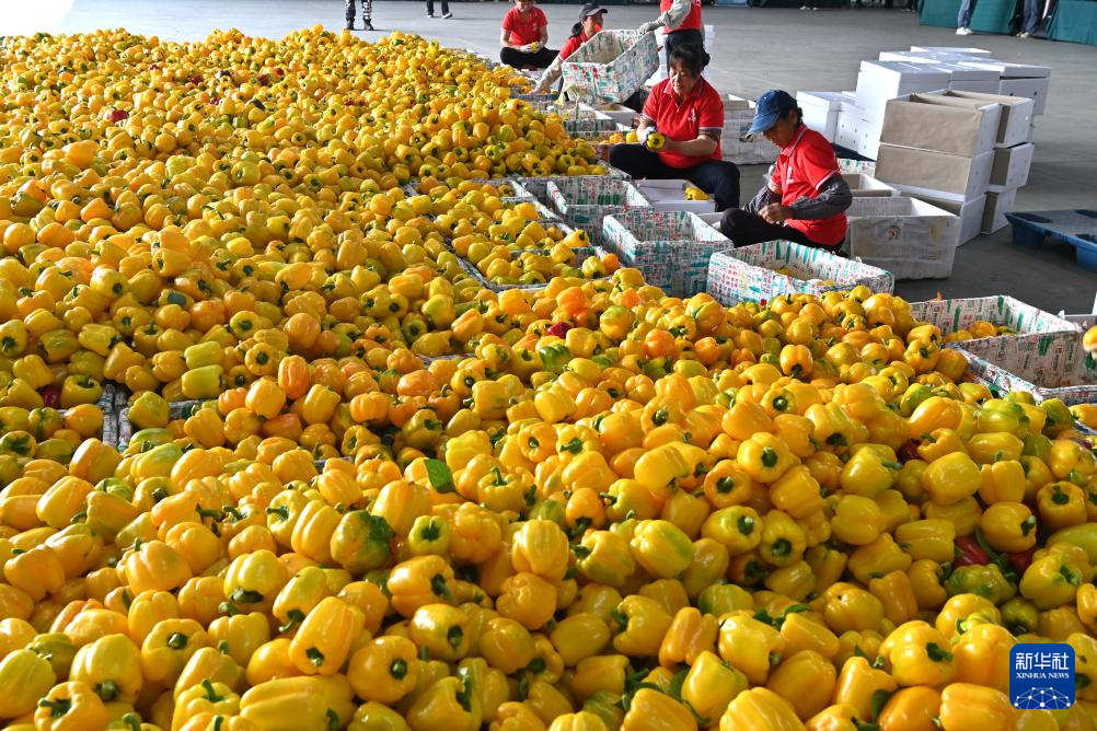 广西合浦设施农业快速发展