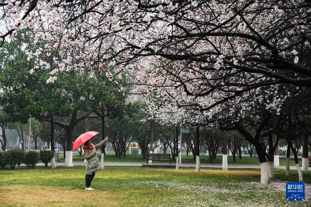 春光明媚赏花时