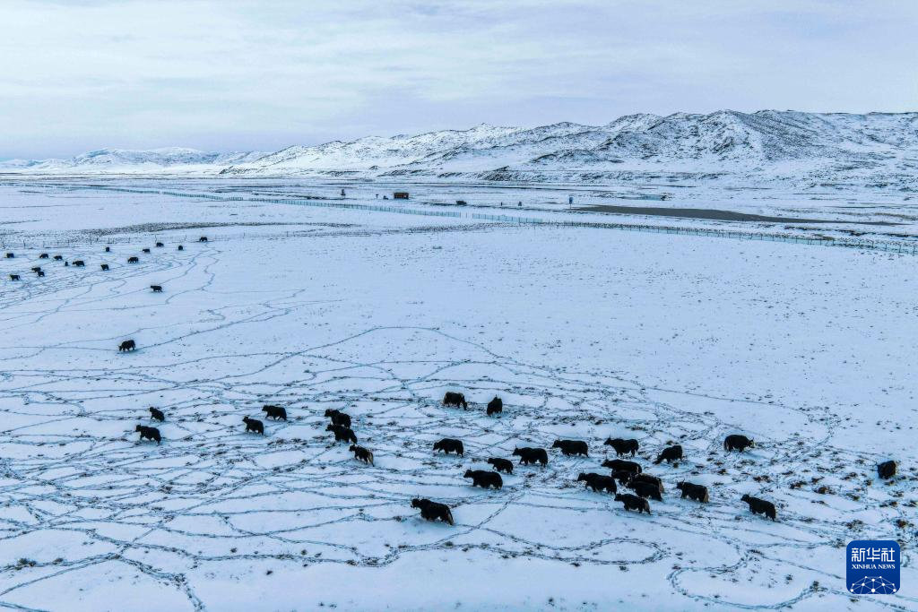 四川阿坝:春雪润高原