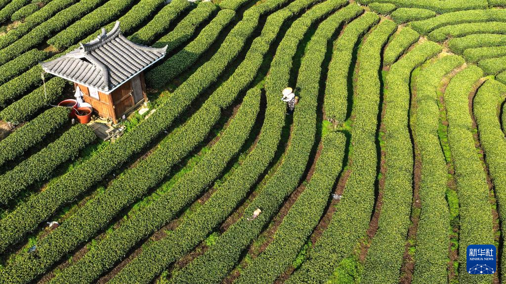 广西三江:早春茶飘香
